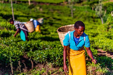 Why Gender Responsive Due Diligence In Agribusiness Value Chains