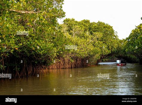 Mangroves make a special saltwater woodland in Pichavaram mangrove ...