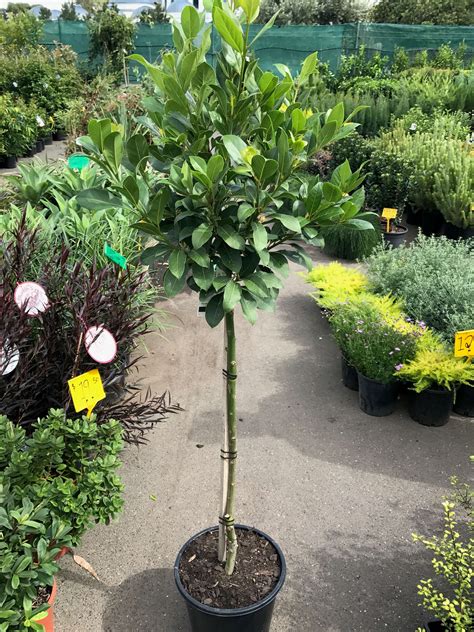 Laurus Nobilis ‘bay Tree Standard Westlake Nursery