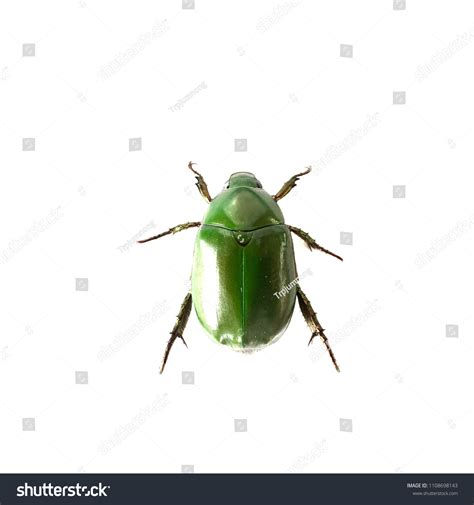 Green Scarab Beetle Single Isolated White Stock Photo 1108698143 ...