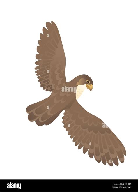 Cartoon falcon hi-res stock photography and images - Alamy