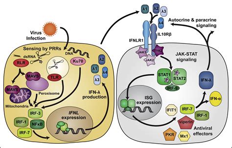 Interferon λ Immune Functions at Barrier Surfaces and Beyond Immunity