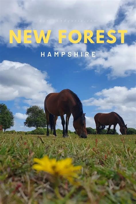 What To Do In The New Forest Top 20 Must Visit Places