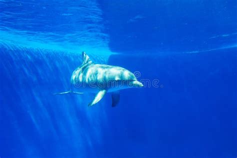 Dolphin Swims Under The Water In Aquarium Stock Photo Image Of Smile