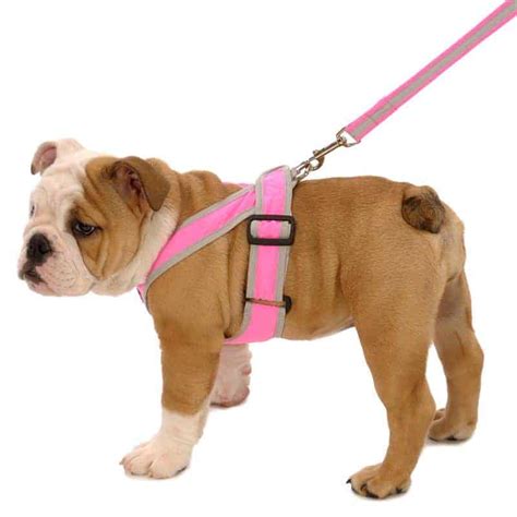 How To Put A Harness On A Dog Instructions By Kobi Pets