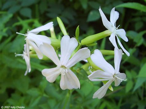 Saponaria officinalis (Bouncing Bet): Minnesota Wildflowers