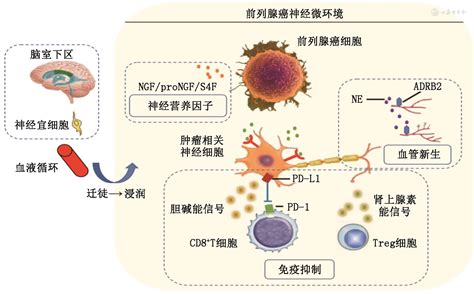 前列腺癌神经支配研究现状及其靶向治疗应用探讨