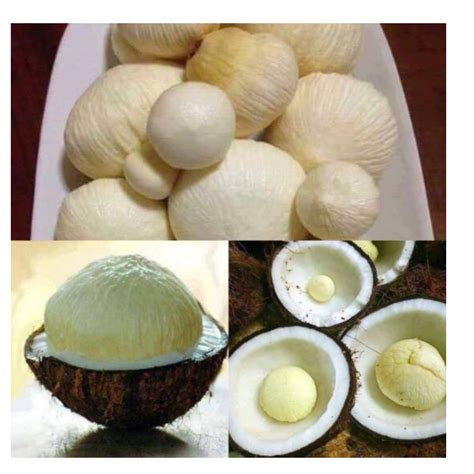 Jual Kentos Kelapa Segar 1kg Shopee Indonesia