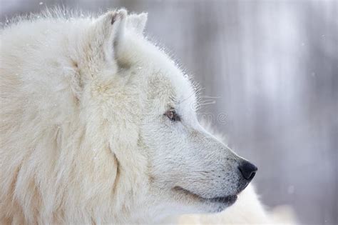 Male Arctic Wolf Canis Lupus Arctos Close Up Head Portrait In Winter