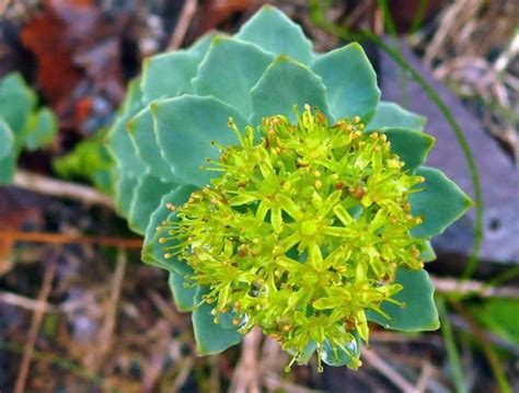 16 Rhodiola Benefits And Side Effects Home Remedies