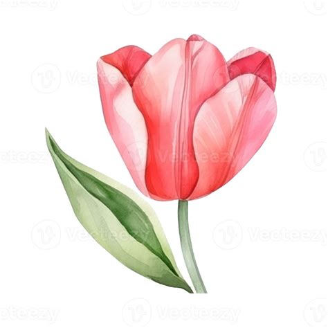 Watercolor Tulip Flower Png