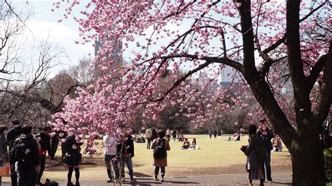 新宿御苑 お花見の日曜日 陽光桜を眺める 2020315 45 Youtube