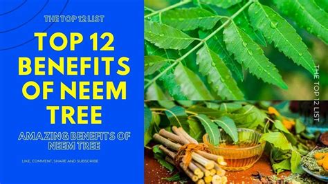 Top 12 Health Benefits Of Neem Treeamazing Benefits Of Neem Leaf Bark