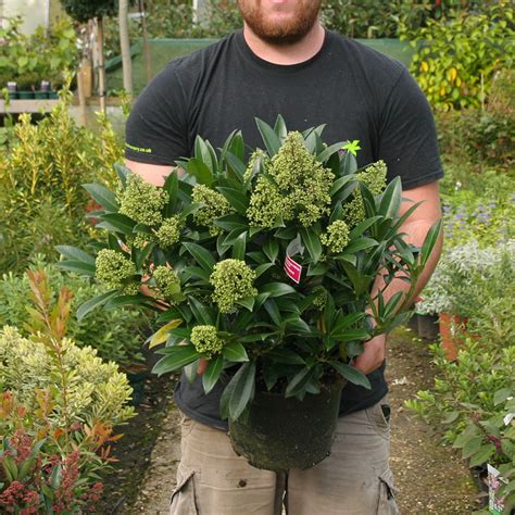 Skimmia X Confusa Kew Green Big Plant Nursery