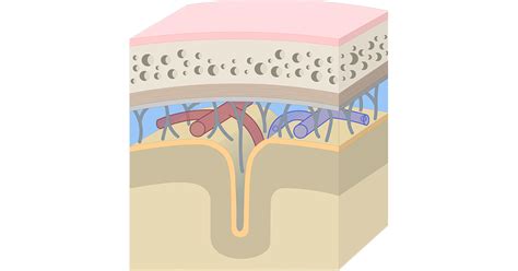 Meninges of the brain: anatomy and diagram | GetBodySmart