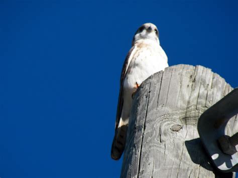 Kestrelchicken Hawksparrow Hawk Project Noah