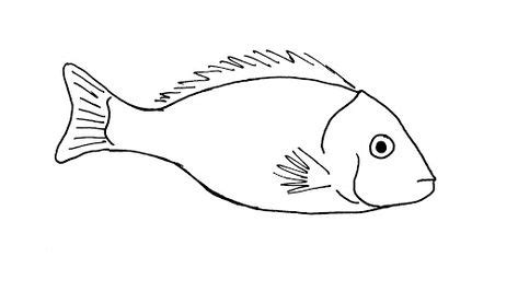 11 Fish ideas in 2021 | fish, line drawing, drawings