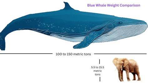 Blue Whale Size Comparison To Elephants