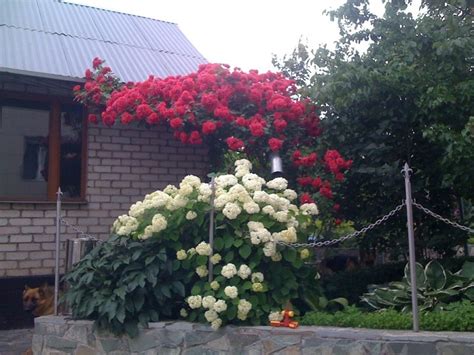 Роза Лев Толстой Фото – Telegraph