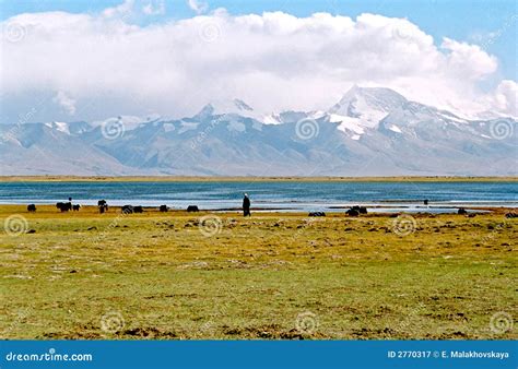 Tibet, Manasarovar lake. stock image. Image of kora, pilgrimage - 2770317