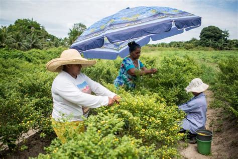 Projeto De Apoio à Agricultura Urbana E Periurbana Em Belém é Aprovado