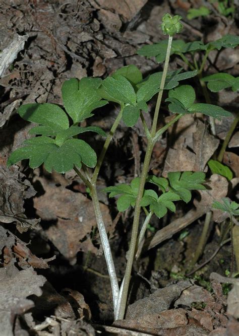 Adoxa Moschatellina Adoxaceae Image 21659 At