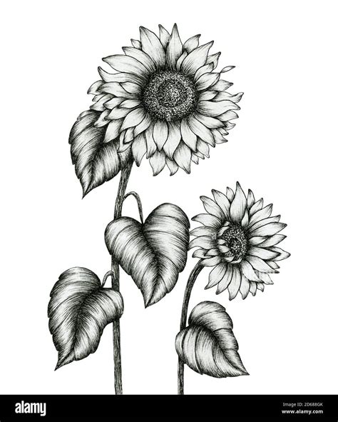 Dibujos De Florero De Girasoles Para Colorear Para Colorear Pintar E