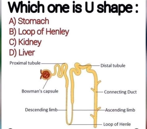 Identify The Structure Medizzy