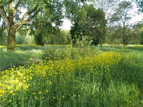 Spring In Park Oudegein Harry Nl Flickr