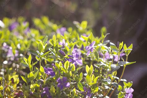 растения весенние на питомнике уличных растений Stock-Foto | Adobe Stock