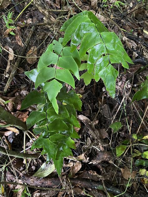 Flora De Puerto Rico Ilustrada Papo Vives Adiantum Macrophylla