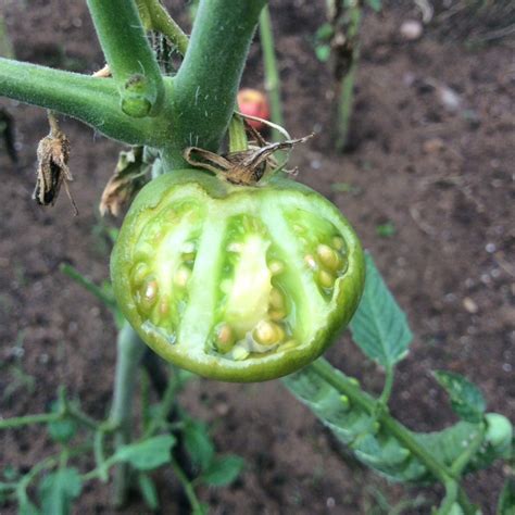 Identifying What Is Eating My Tomato Plants Thriftyfun