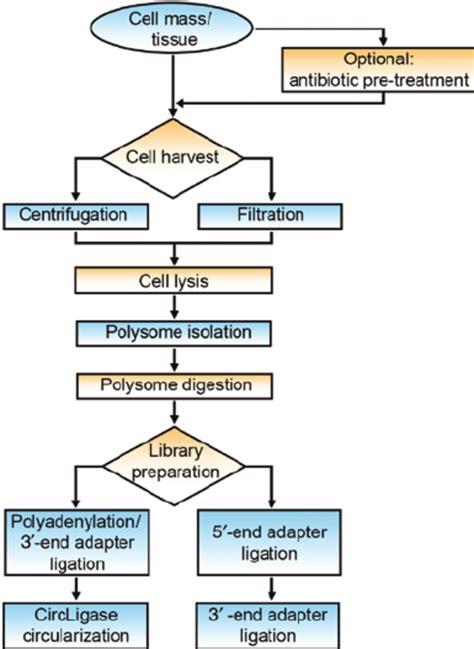 Protein Synthesis Flow Chart