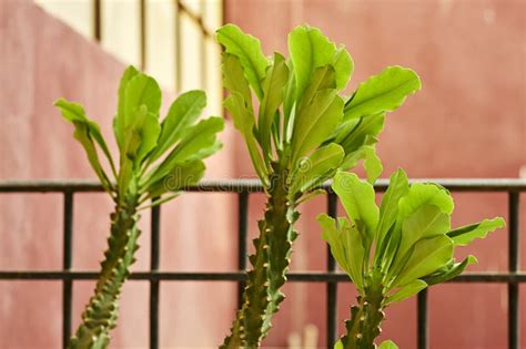 Euphorbia Trigona African Milk Tree Stock Image Image Of High Plant