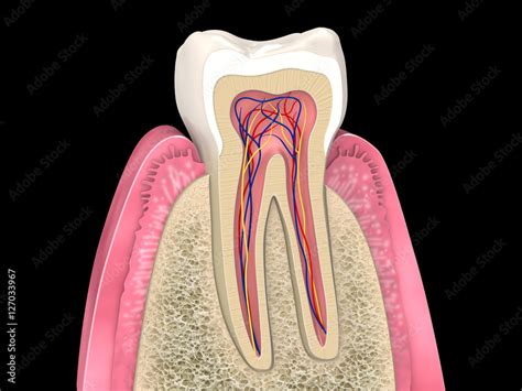 Asesino Geolog A Marco Polo Longitudinal Section Anatomy Acampar