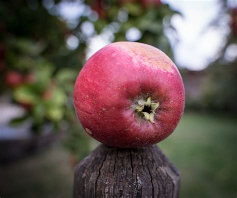 Apfel Apfelbaum Rot Kostenloses Foto Auf Pixabay