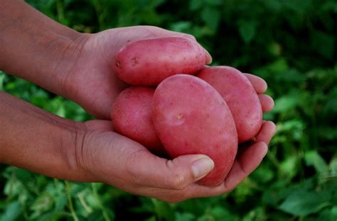 Desp Dete De La Gastritis Con Este Poderoso Tratamiento De Papa Cruda Mui