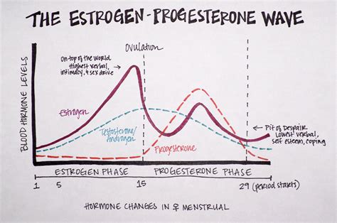 Female Hormone – Telegraph