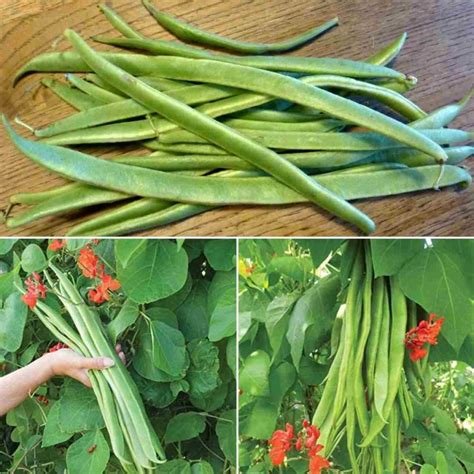 Growing Runner Beans In Pots From Seeds A Full Guide Gardening Tips