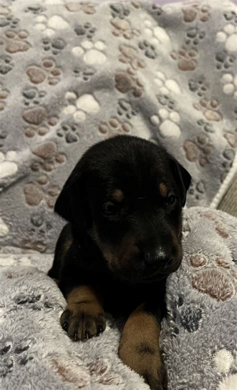 Doberman Pinscher For Sale In Jeffersonville Petzlover