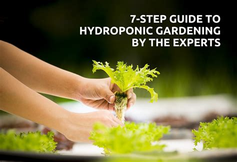 The Beginners Guide To Hydroponic Gardening