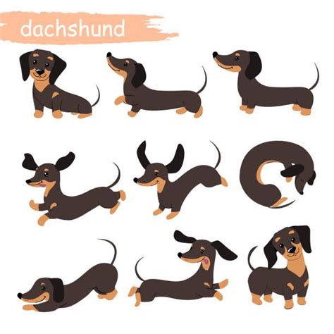 Basset Dachshund Artofit