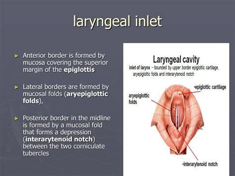 Laryngeal Inlet Anatomy