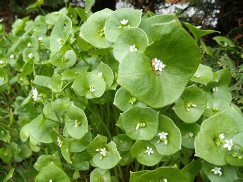Herb Claytonia Perfollata Miners Lettuce Herbs Premier Seeds