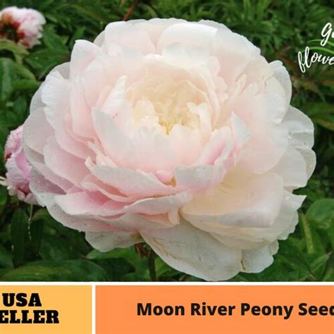 10 Rare Seeds Blush Queen Peony Seeds Perennial Authentic Etsy