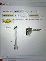 Bio Exam Appendicular Skeleton Lab Quizlet