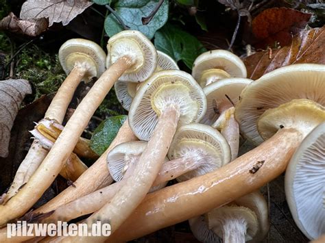 Honiggelber Hallimasch Honigpilz Armillaria Mellea Verwechslung