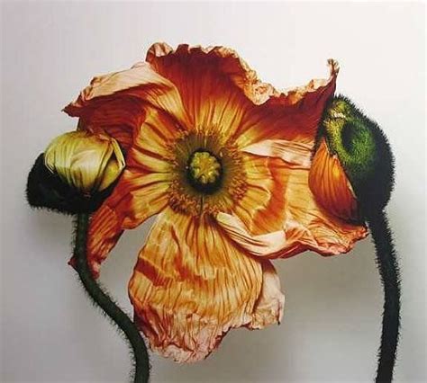 irving penn still life flowers - Susanne Womack