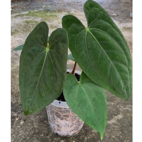 Jual Anthurium Dark Phoenix Kuping Gajah Dp Drak Ponix Shopee Indonesia