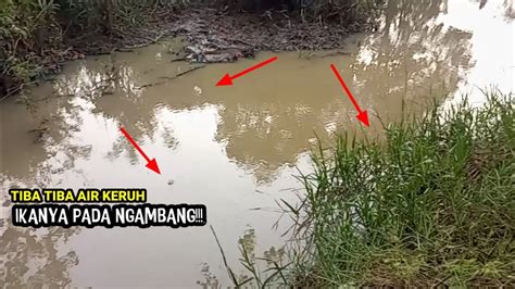 Bikin D R H Tinggi Kejadian Seperti Ini Yang Buat Ikan Semakin Punah